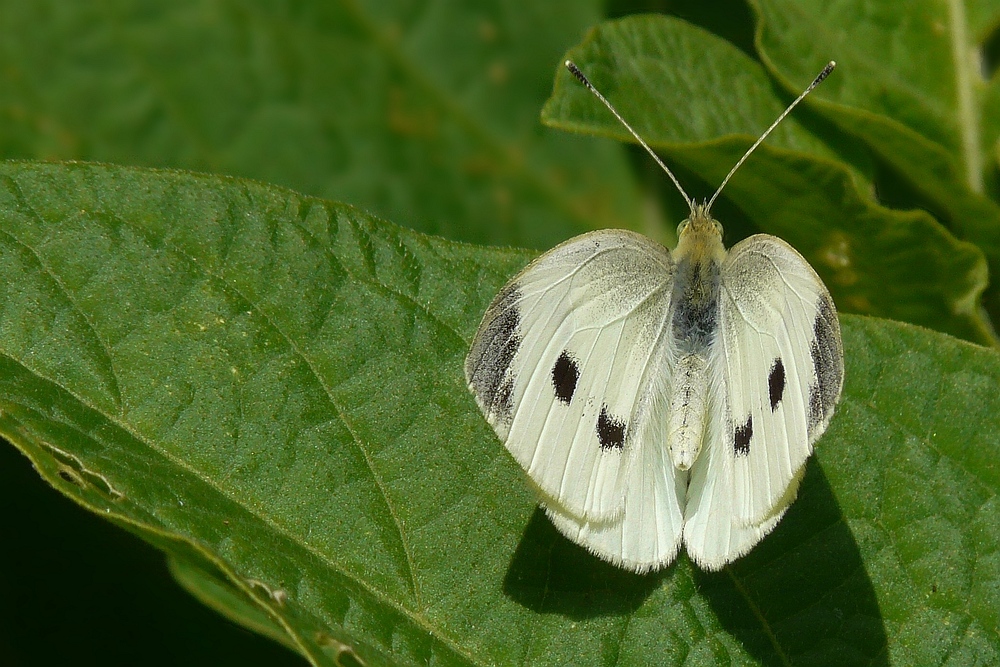 Large White (female)