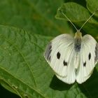 Large White (female)