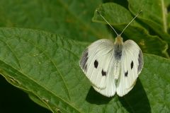 Large White (female)