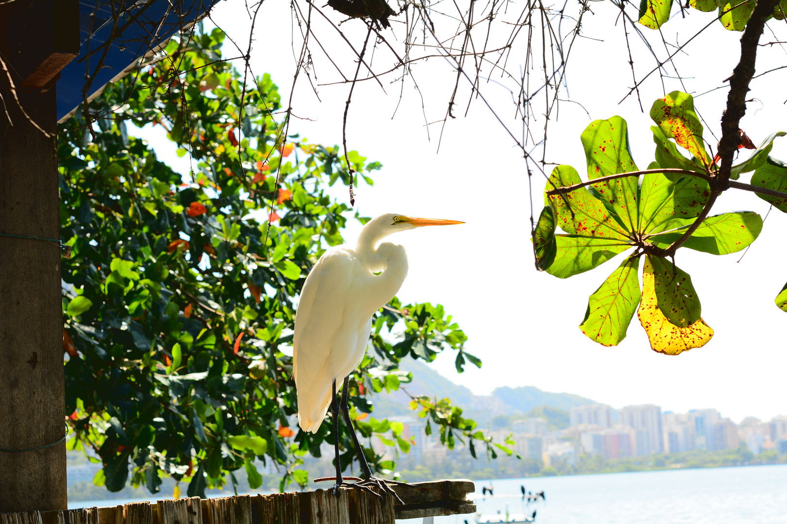 Large White Heron at the Lagoon, Rio de Janeiro