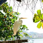 Large White Heron at the Lagoon, Rio de Janeiro