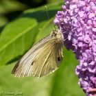 Large White (pieris brassicae)