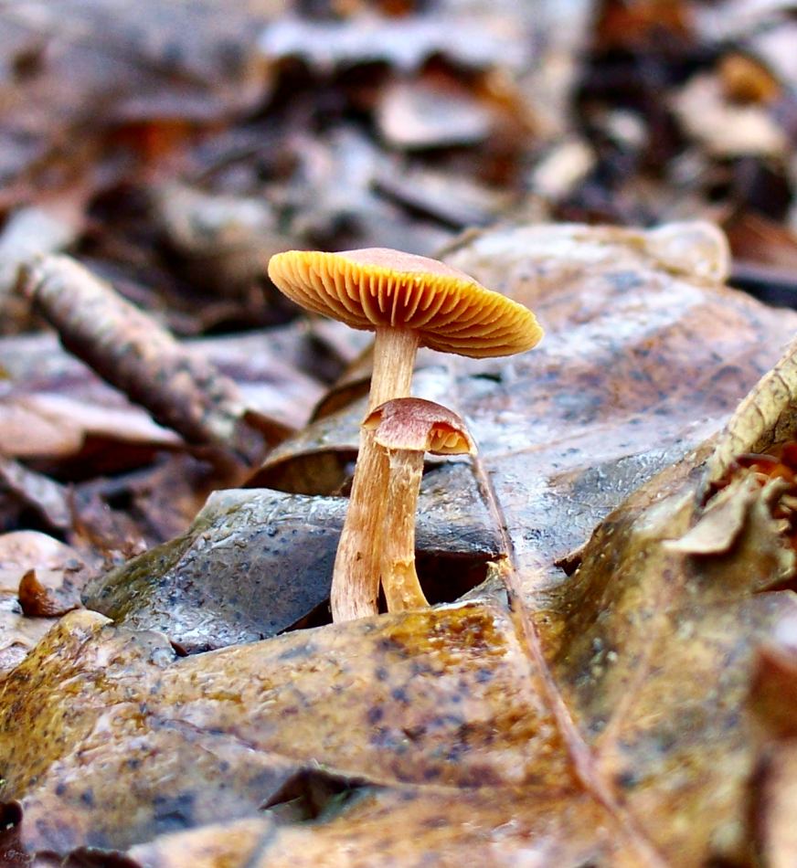 Larger Fungi Image