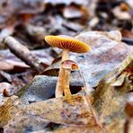 Larger Fungi Image