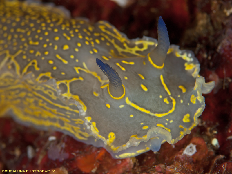 largest chromodorid from the mediterranean sea