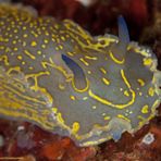 largest chromodorid from the mediterranean sea