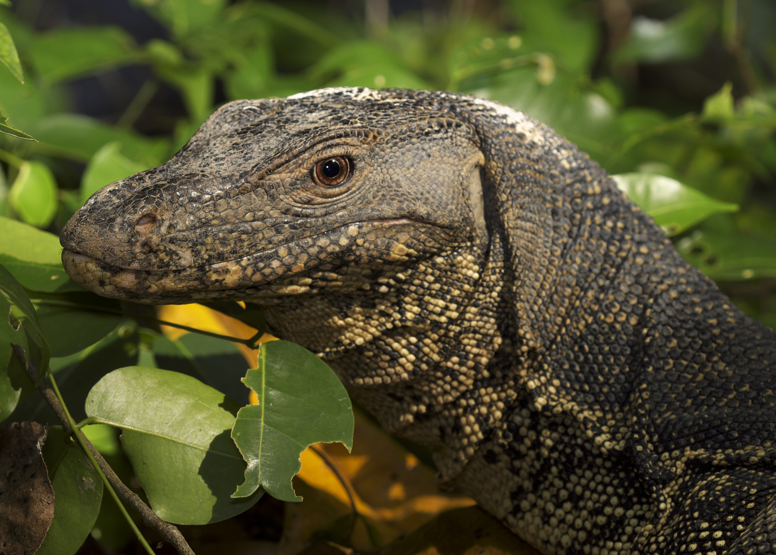 Largest Monitor Lizard Sighted in Sungei Buloh ,Singapore Wetland Reserve