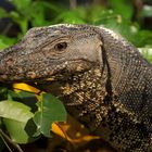 Largest Monitor Lizard Sighted in Sungei Buloh ,Singapore Wetland Reserve