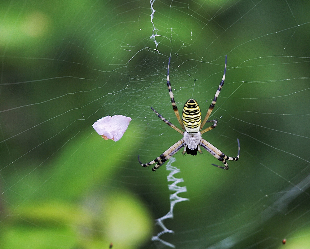 l'argiope !