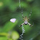 l'argiope !