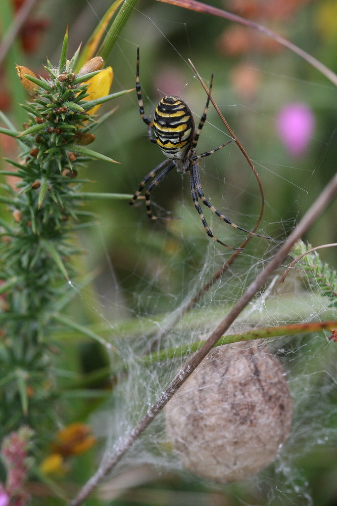 L'Argiope bruennichi