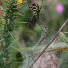 L'Argiope bruennichi