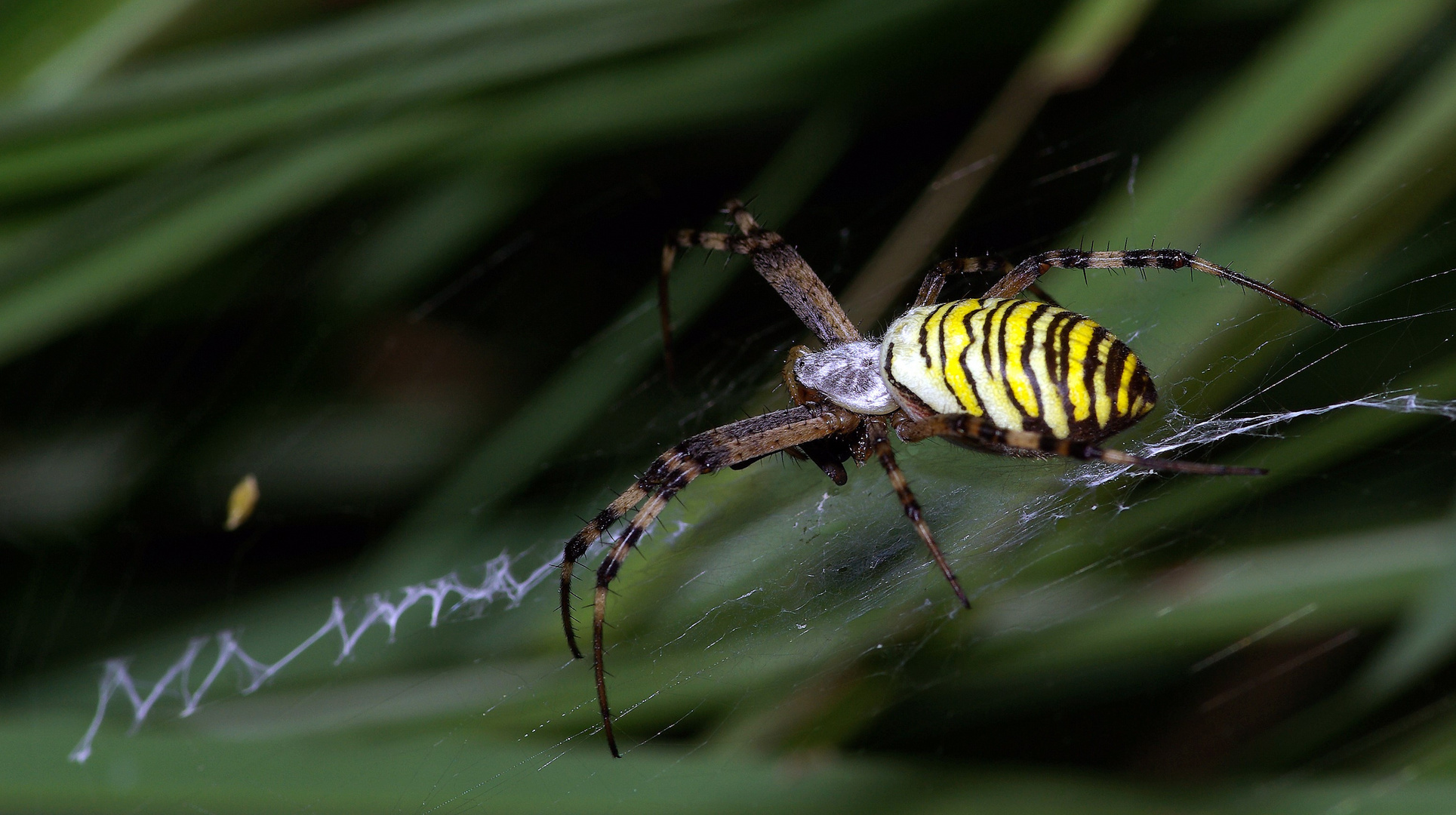 L'Argiope frelon ou (Araignée zèbre)