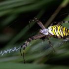 L'Argiope frelon ou (Araignée zèbre)