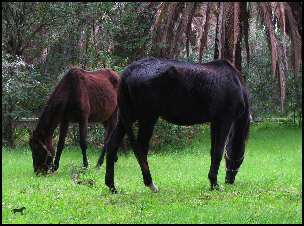 " L'aria del Paradiso è quella che soffia tra le orecchie di un cavallo"