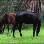 " L'aria del Paradiso è quella che soffia tra le orecchie di un cavallo"