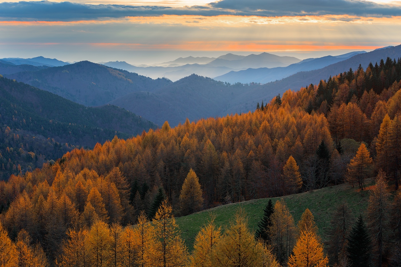 Larici all'alba