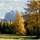 Larici in val di Braies