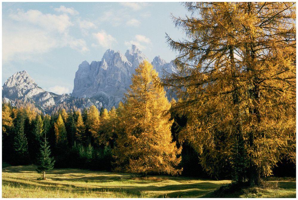 Larici in val di Braies