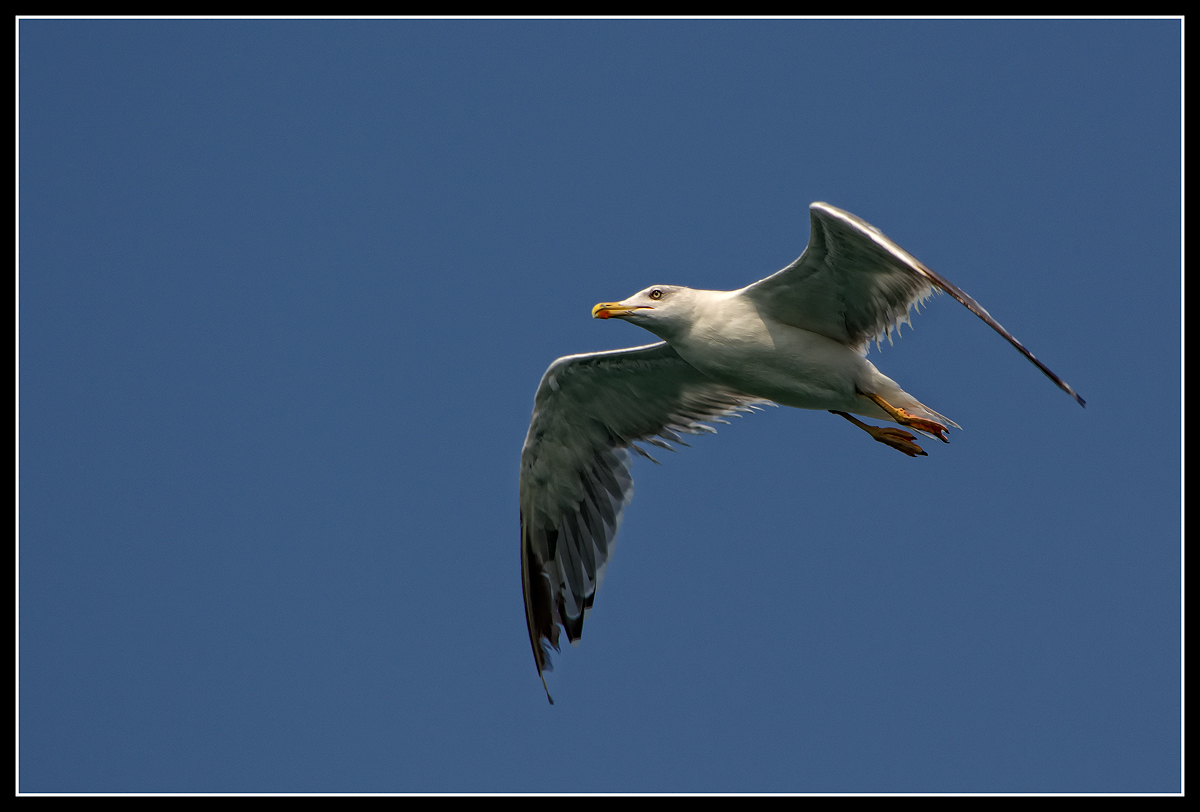 Laridae