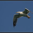 Laridae