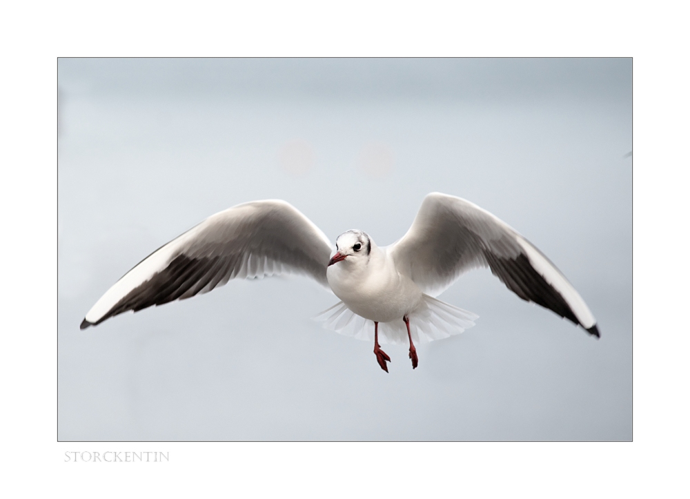 Laridae