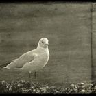 LARIDAE