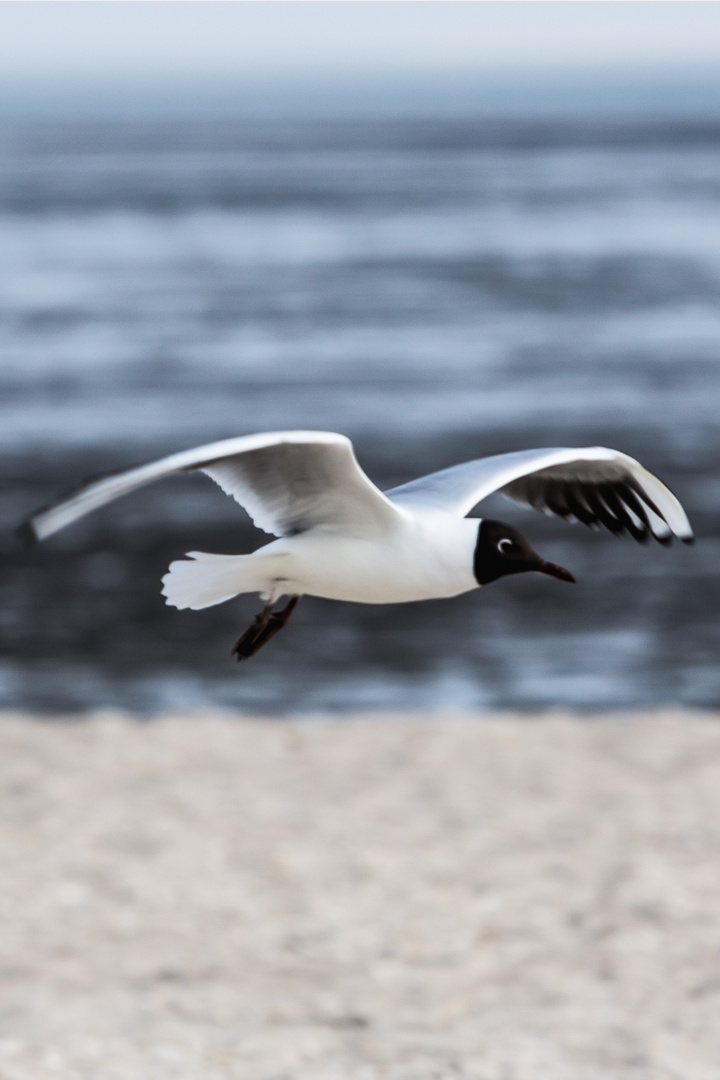 Laridae