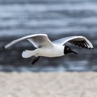 Laridae