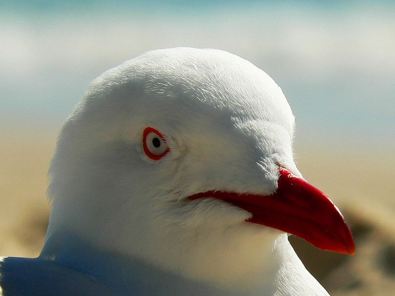 Laridae (die gemeine Möwe)