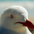 Laridae (die gemeine Möwe)