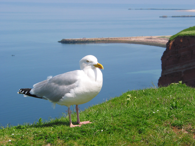 Laridae in Pose