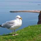 Laridae in Pose