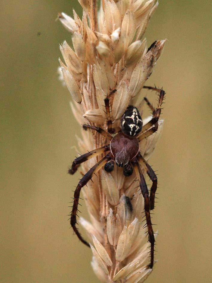 Larinioides cornutu