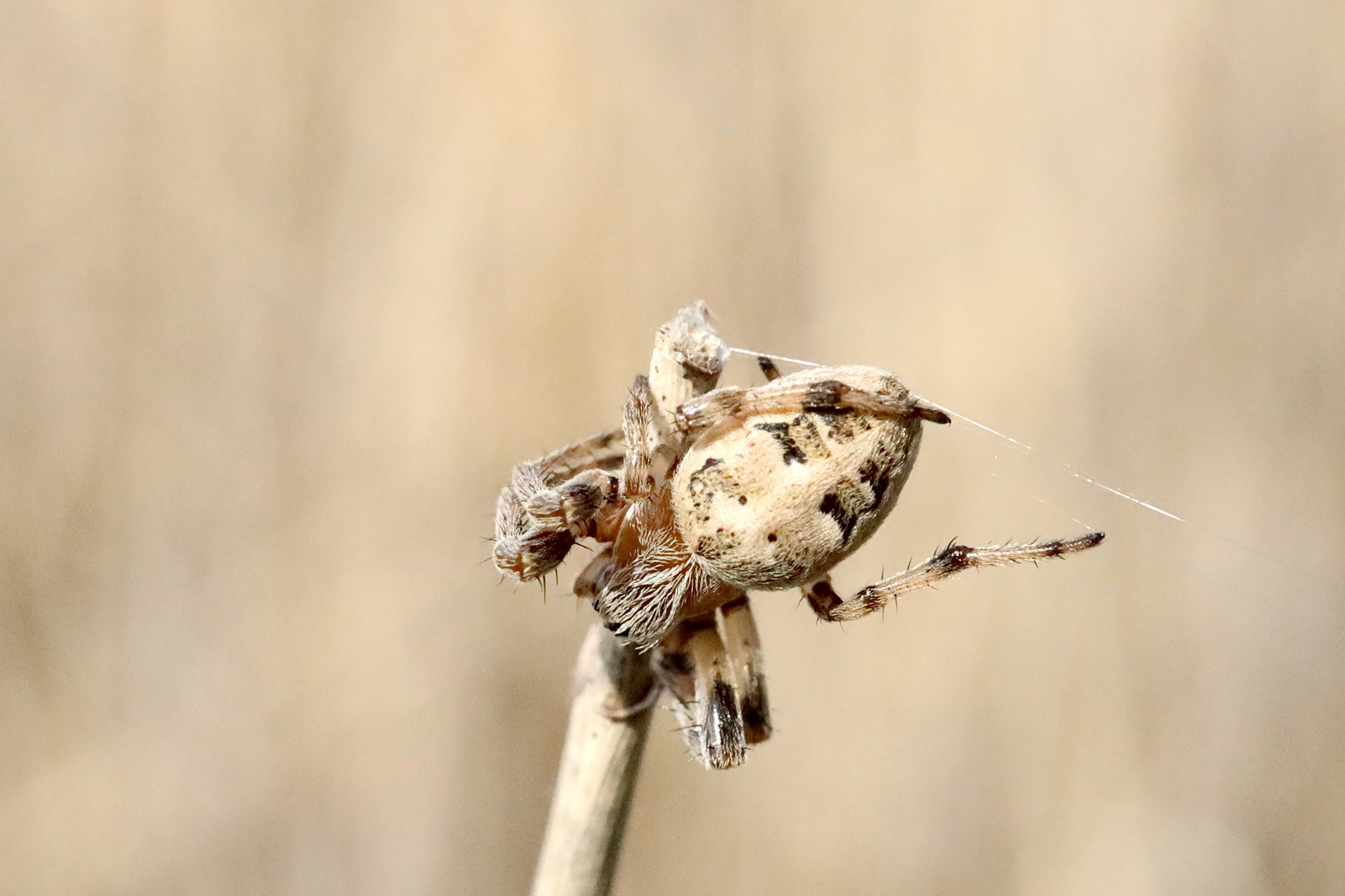 Larinioides cornutus 