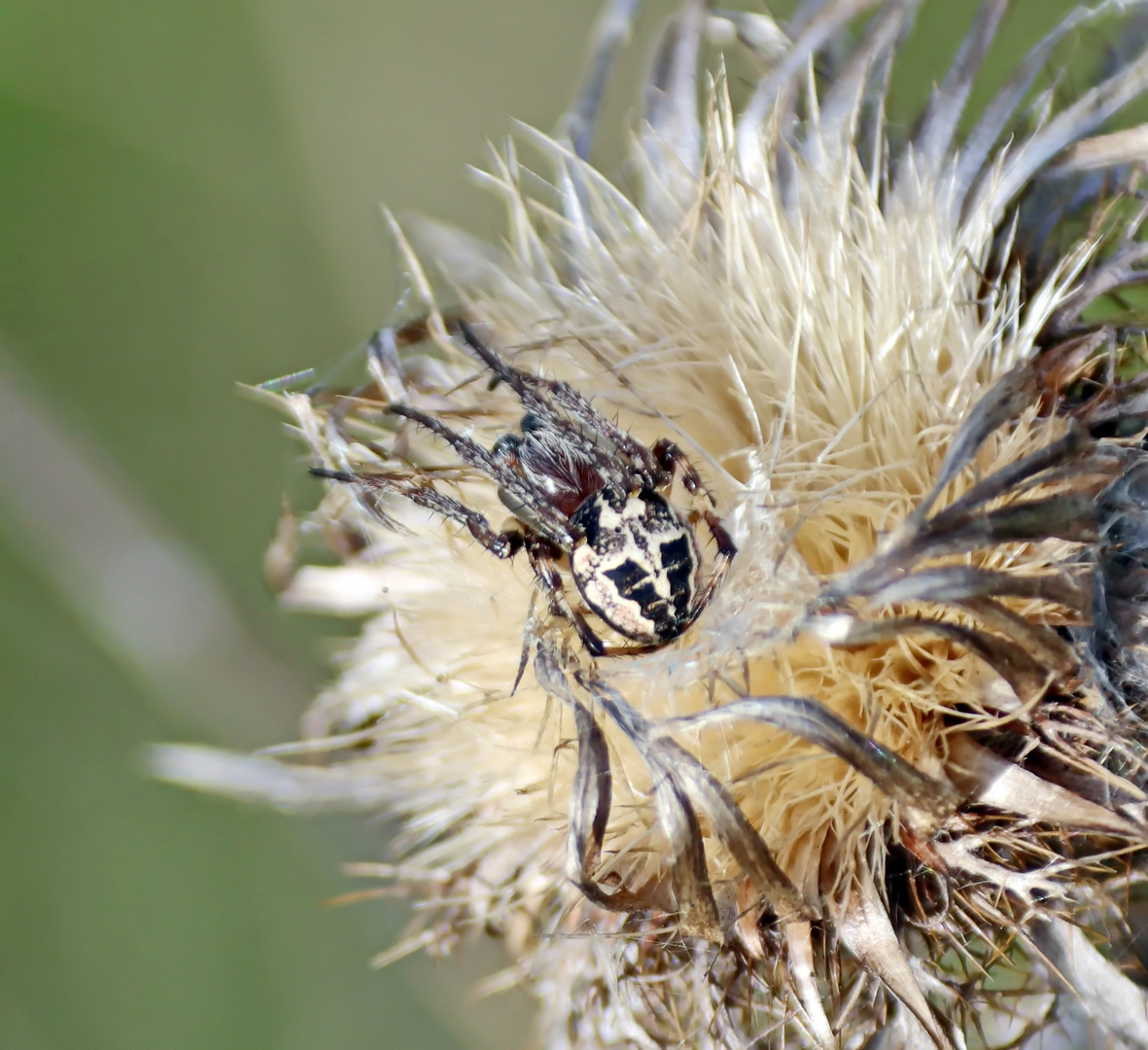 Larinioides cornutus,Männchen