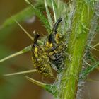 Larinus obtusus,Großer Distelrüssler