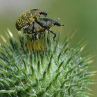 Larinus turbinatus ....