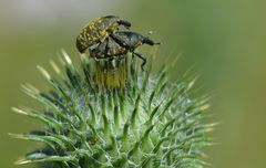 Larinus turbinatus ....