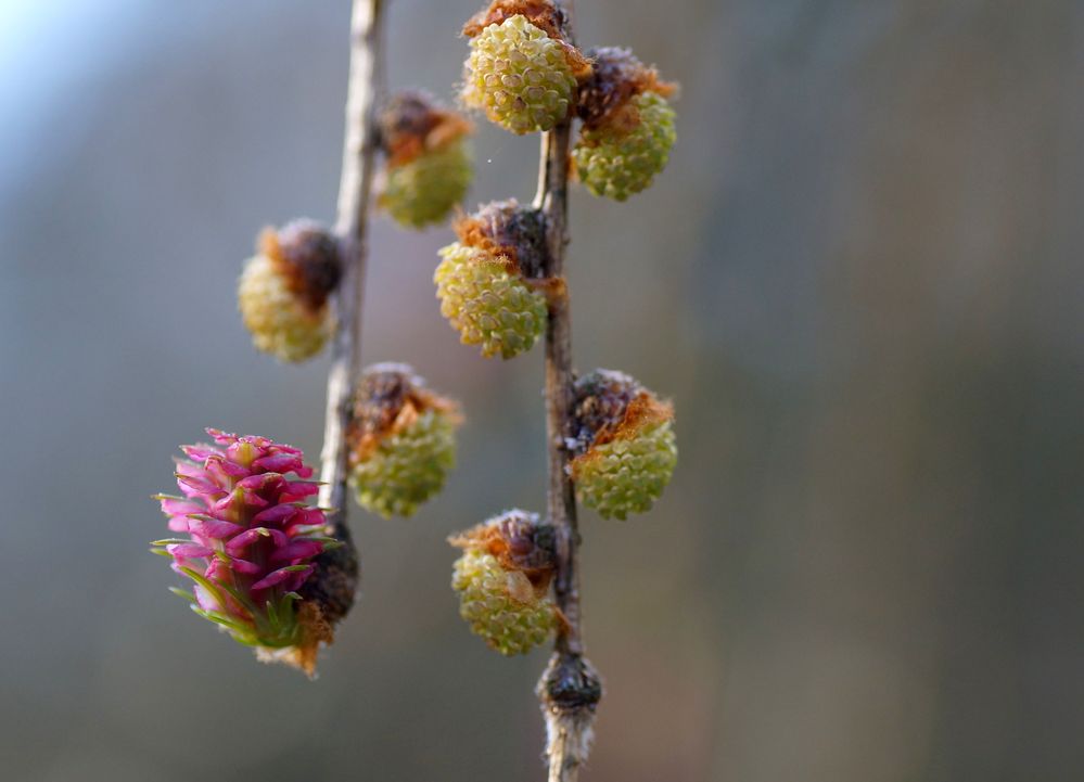 Larix decidua