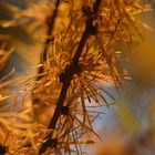 Larix equilibrium --- Larix decidua Mill.