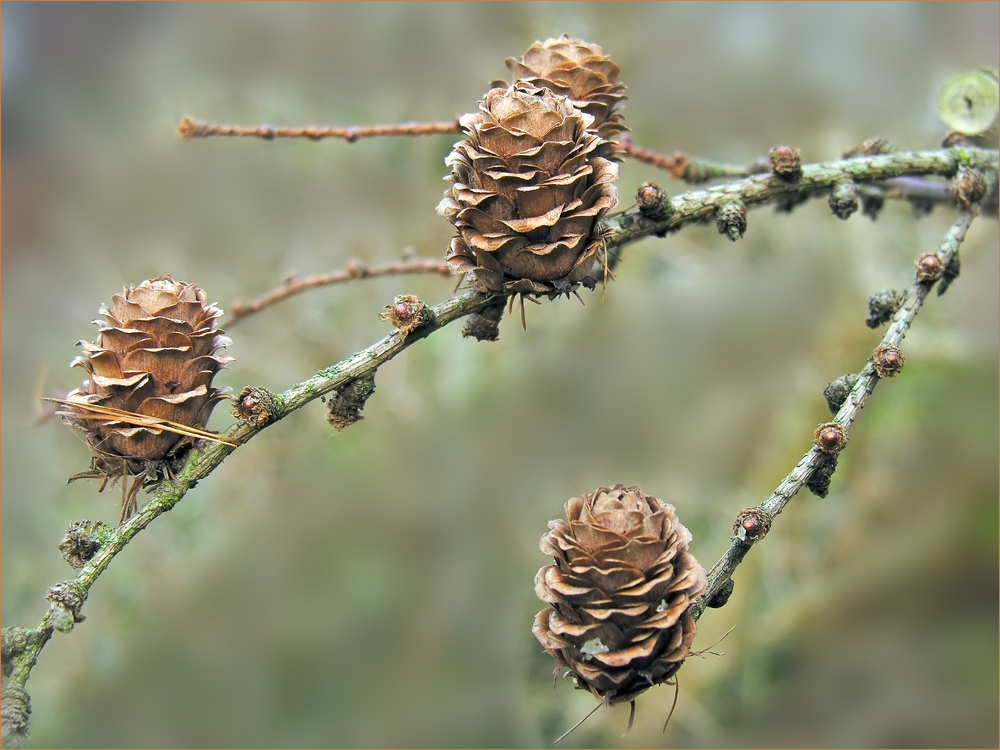 Larix