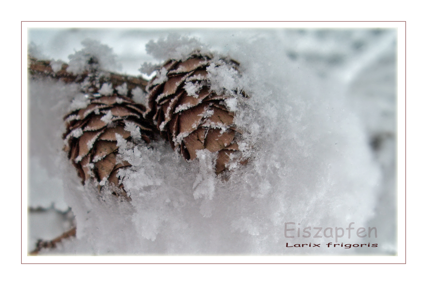 Larix frigoris