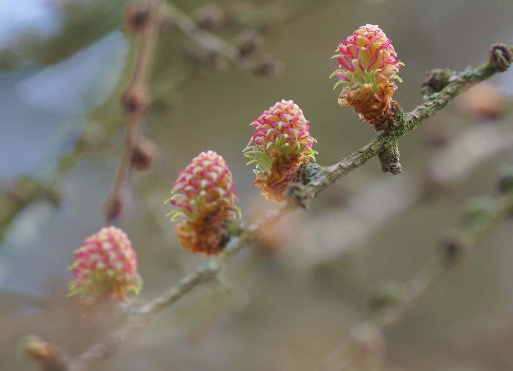 Larix kaempferi