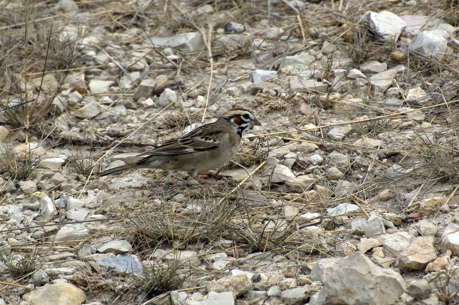 Lark Sparrow