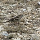 Lark Sparrow