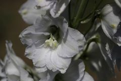 Larkspur (Delphinium)