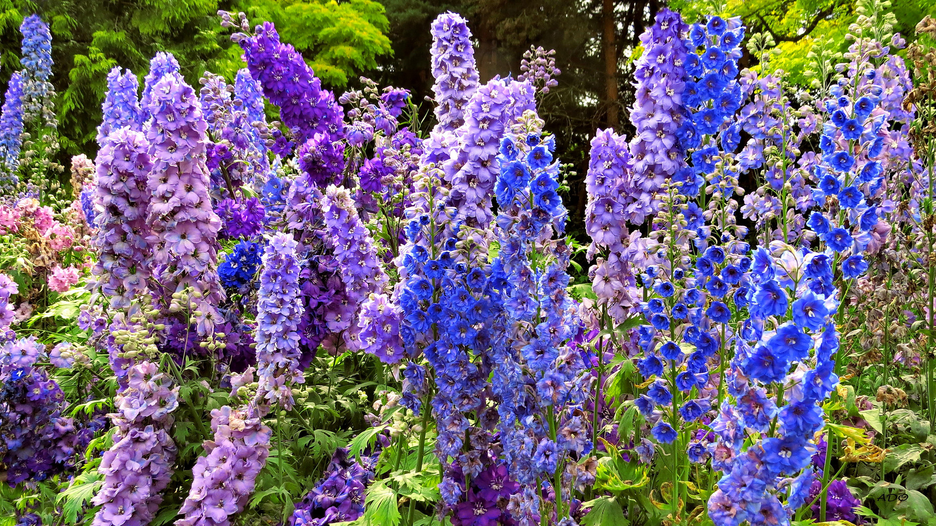 Larkspur