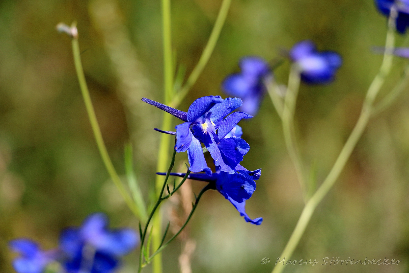 larkspur in the bogs