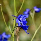 larkspur in the bogs